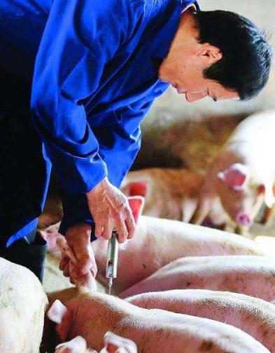 养猪补贴新政策在哪里实行,养猪补贴要满足什么条件