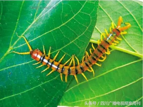 吃青蛙蝌蚪偏方,给孩子喂蝌蚪的偏方