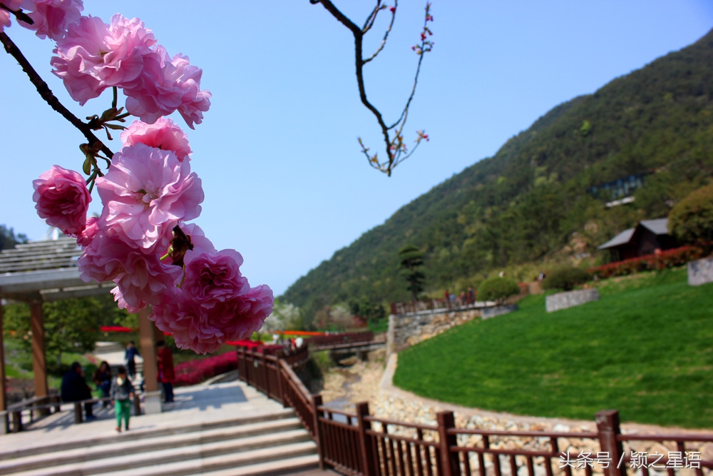 宁波植物园樱花最佳拍摄,花花世界桃博园