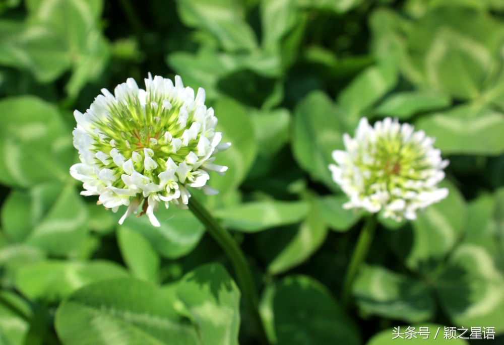 宁波植物园樱花最佳拍摄,花花世界桃博园