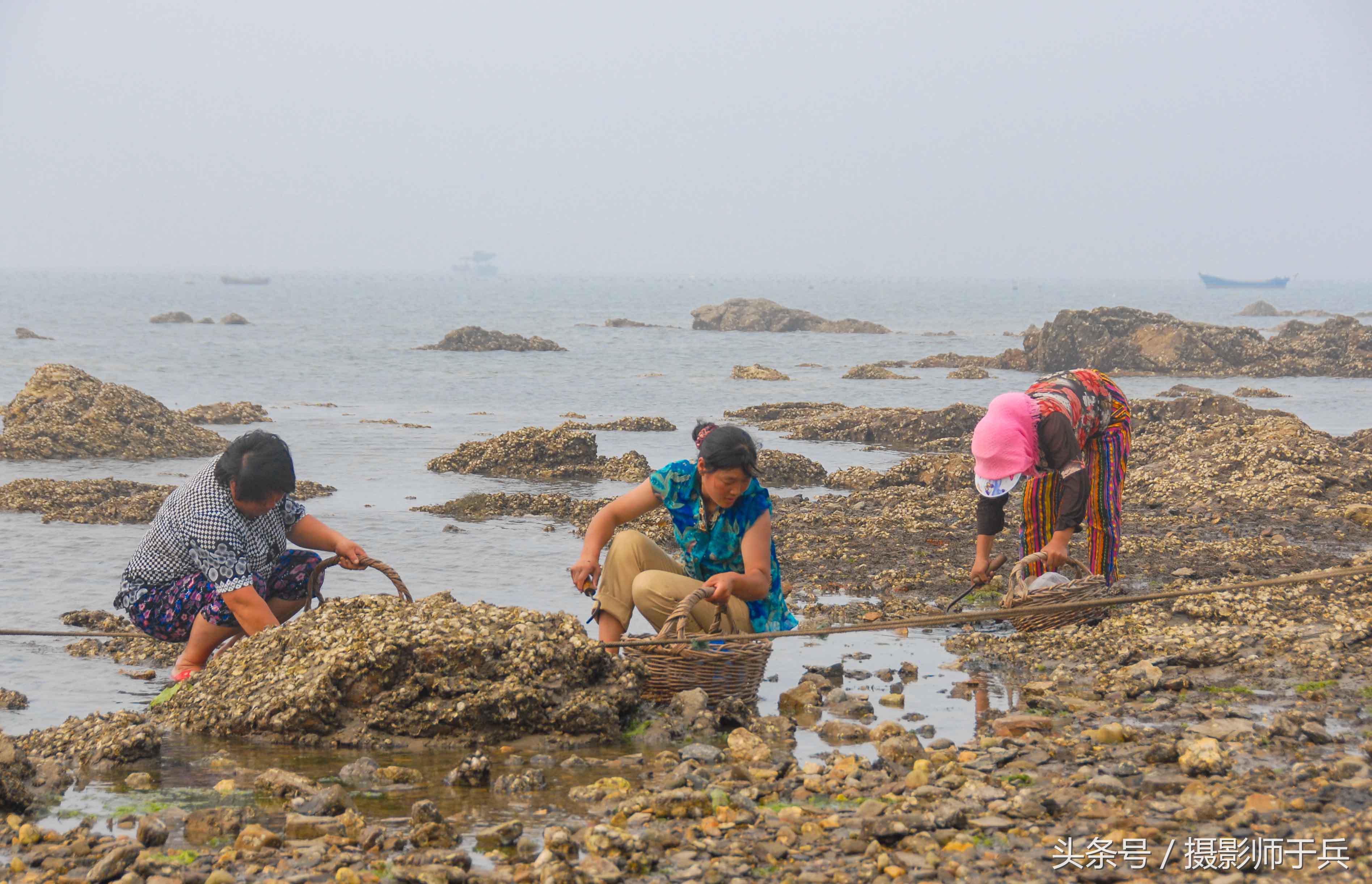 世外桃源乌鱼,大连长海县瓜皮岛