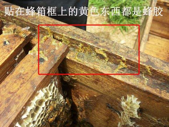 蜂王浆与蜂胶哪个好,蜂王浆和蜂胶哪个更经济实惠