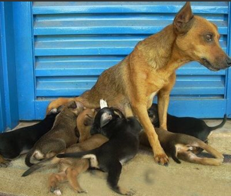 为什么你家狗狗还没有怀孕，肚子却日渐大了，还在分泌乳汁？