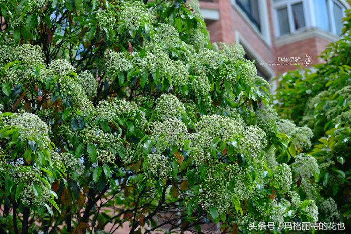 石楠花味道为什么是生命的味道,石楠花有什么味道和颜色