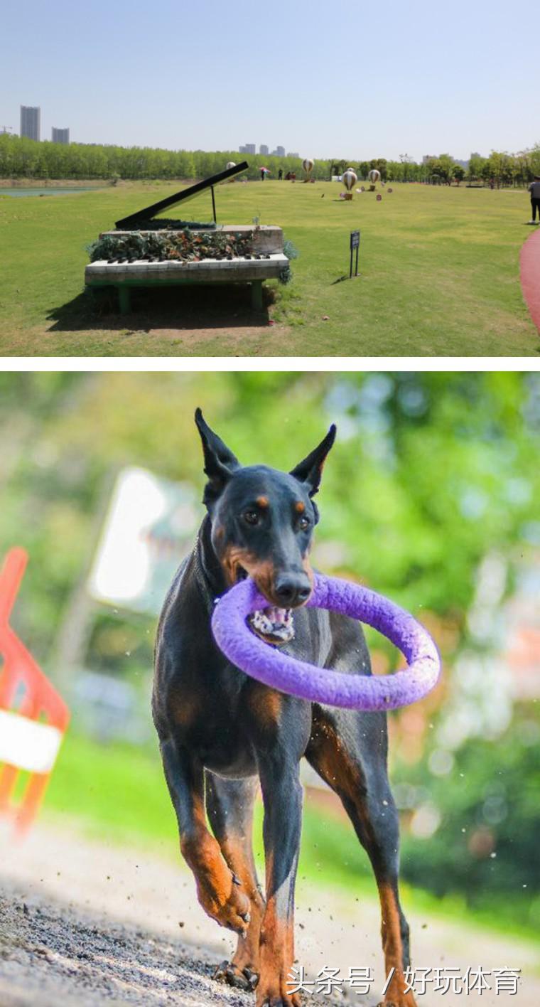 武汉海昌极地杯2018DOGRUN乐跑武汉站来啦！汉马月，一起跑起来！