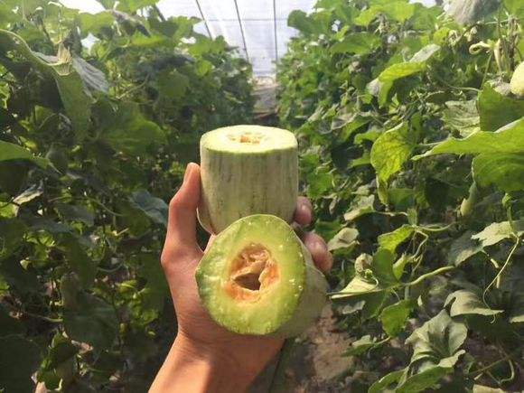 羊角蜜甜瓜什么品种好吃,又面又甜的羊角蜜甜瓜是哪个品种
