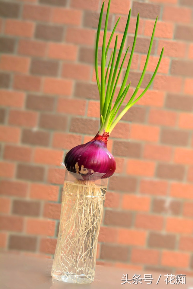 切下来的萝卜头怎么种小盆栽,蔬菜洋葱如何种出来好看