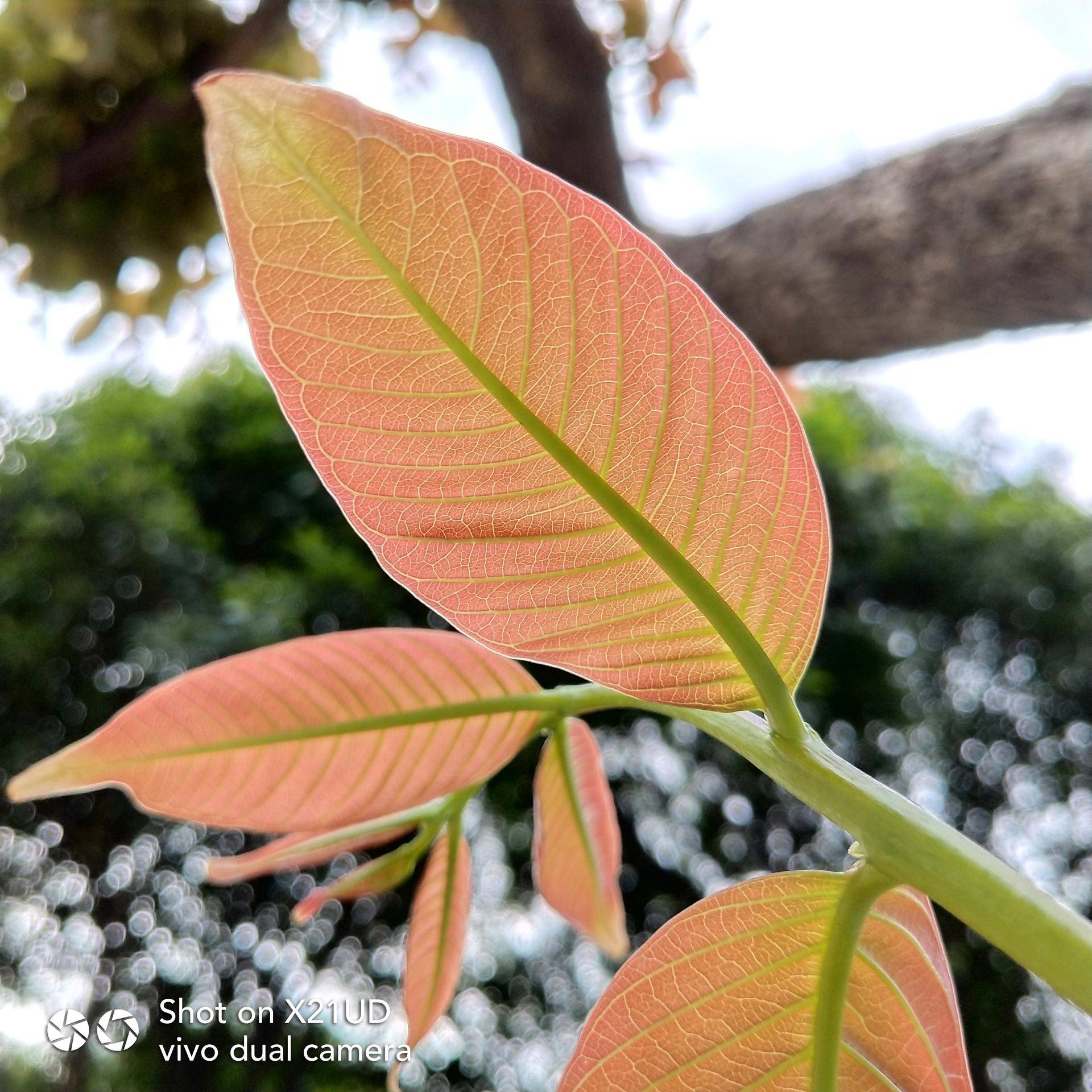 vivox21屏幕指纹版是全网通吗,指纹黑科技vivox21体验测评