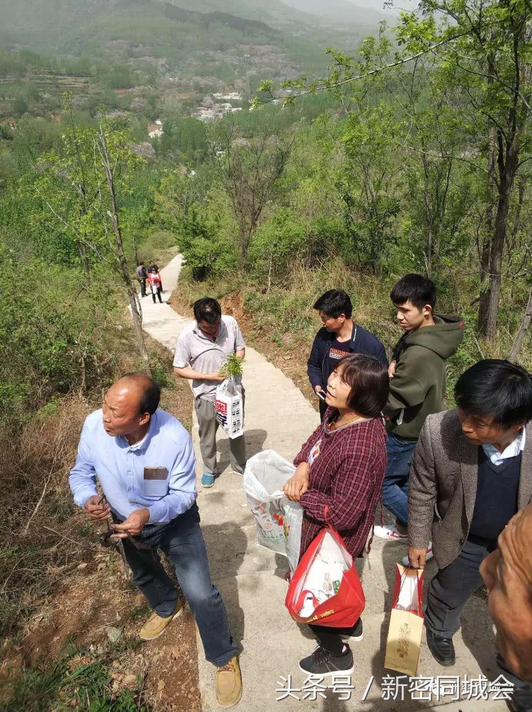 新密市九里山风景区摘槐花,新密超化九里山槐花林
