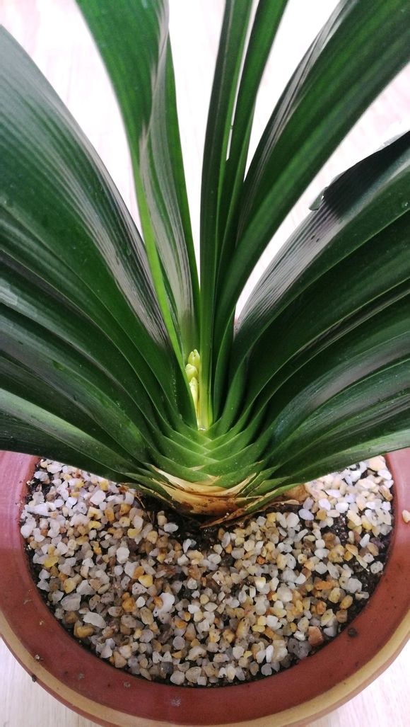 君子兰上什么东西花开茂盛,怎样能把君子兰叶片擦得绿油油