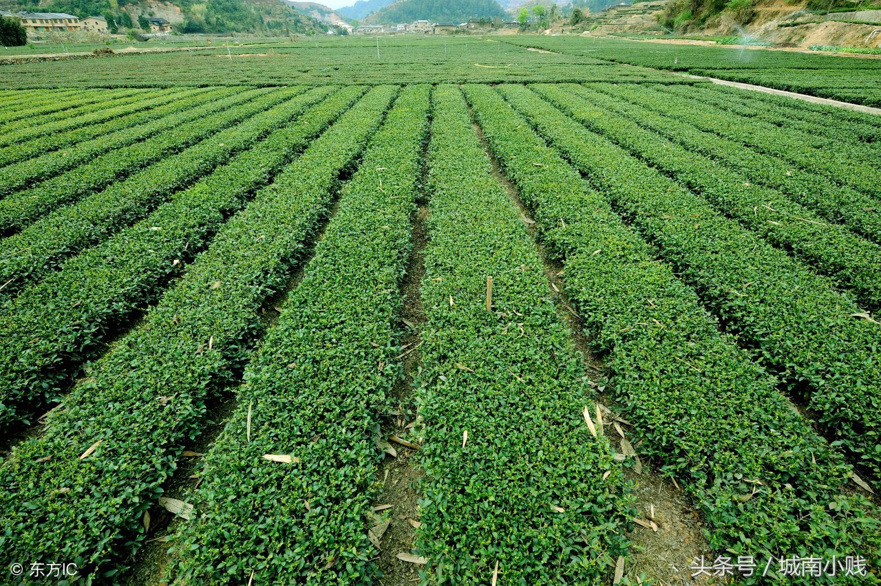 铁观音茶的历史,铁观音来历历史故事