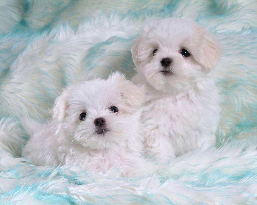 卷毛比熊能值多少钱,卷毛比熊有什么颜色