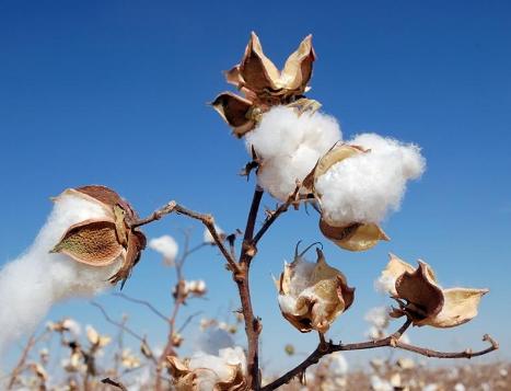 浴巾用纯棉的好还是珊瑚绒的好,浴巾是珊瑚绒的好还是棉的好