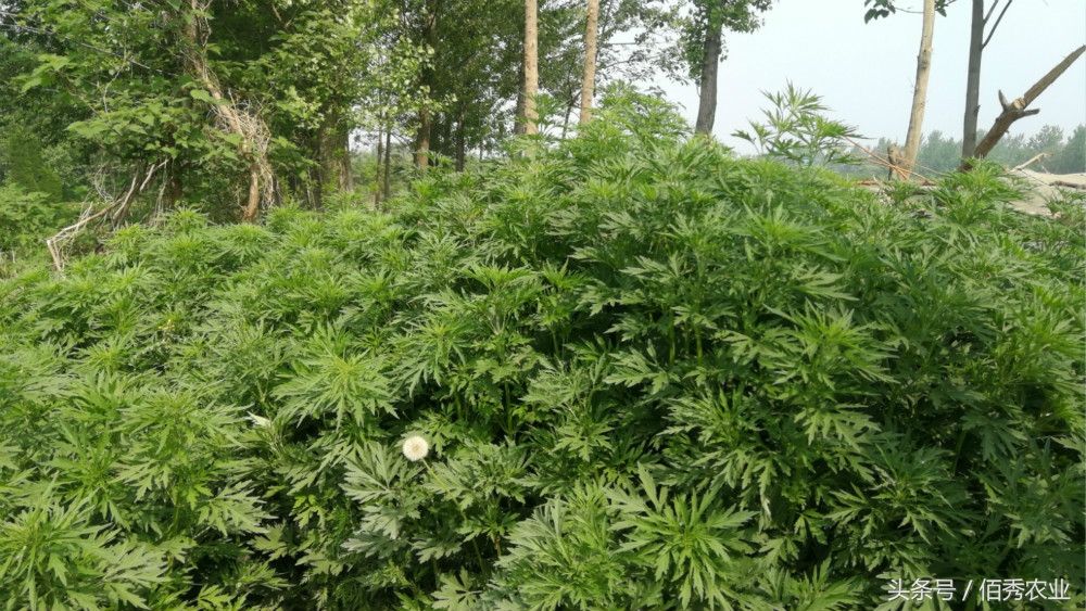 农村有没有赚钱的办法,农村人要怎样才能在家也能赚钱