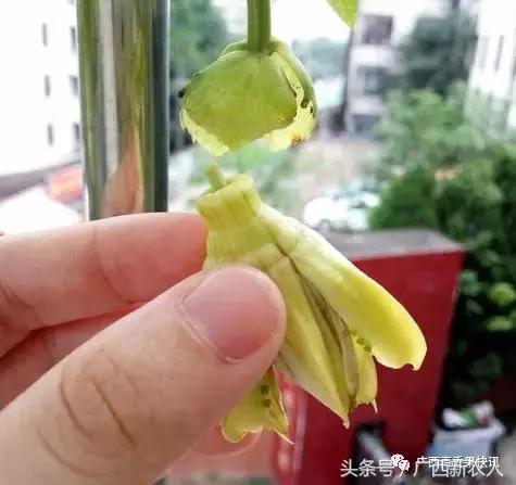 百香果开花结果期间怎样管理,百香果开花结果期间如何管理