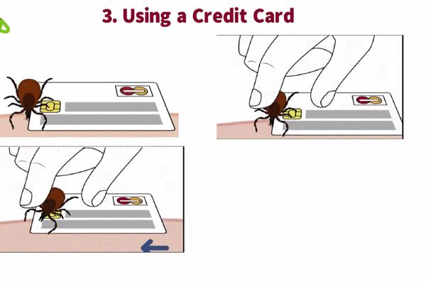 带小孩去草地玩怎么预防蜱虫,带孩子玩小虫子