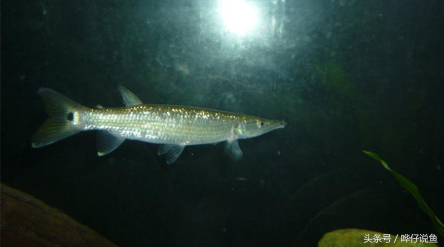 火箭鱼种类大全,火箭鱼有多少品种