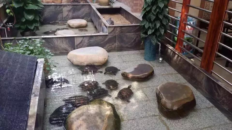 正宗老字号龟苓膏,广东老字号龟苓膏