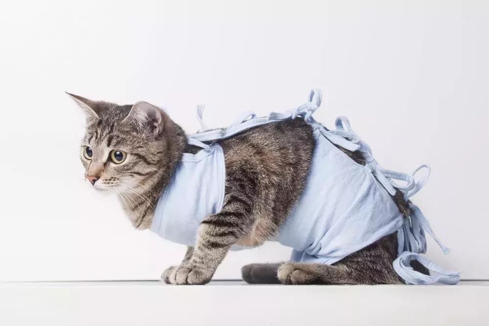 淘宝惊现猫咪情趣用品！扒一扒江湖上解决猫咪发情的N种方法