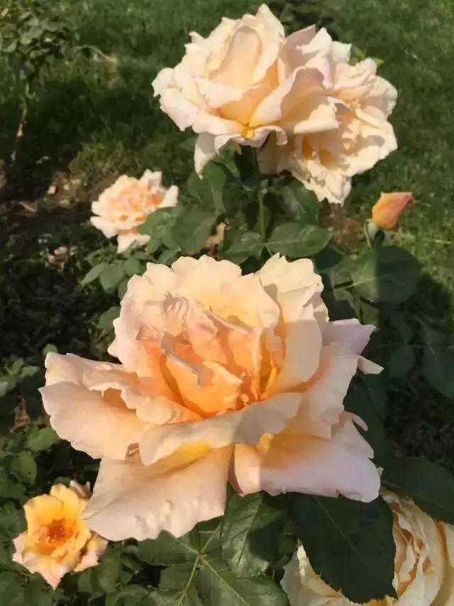 玫瑰月季和月季有区别吗,玫瑰月季如何区别品种图解