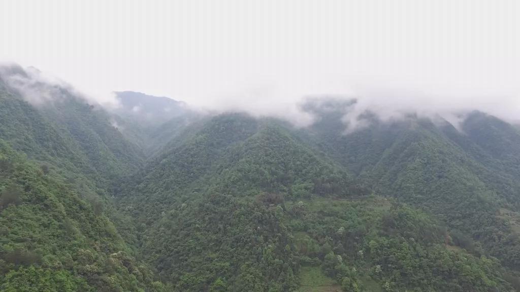 恩施富硒茶杨胜伟,杨胜伟恩施玉露品牌
