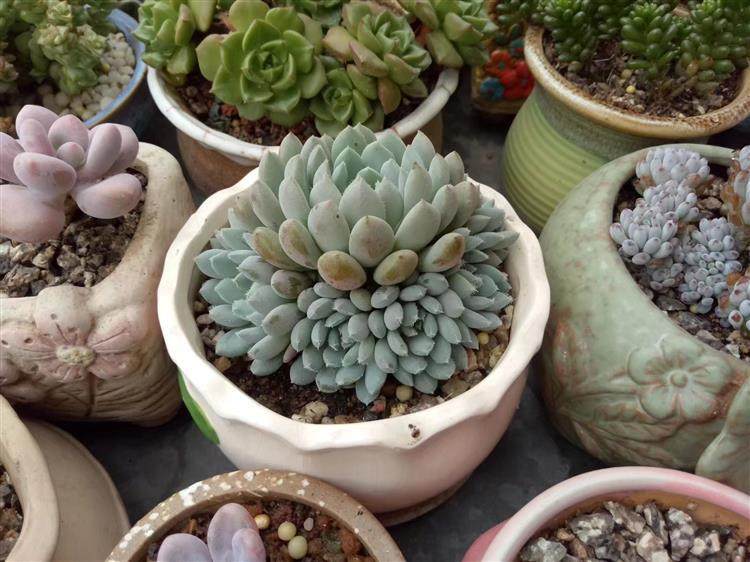 多肉顶部出小崽怎么处理,多肉长出小崽大叶怎么弄掉