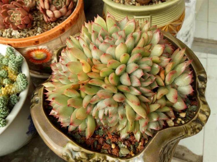 多肉顶部出小崽怎么处理,多肉长出小崽大叶怎么弄掉