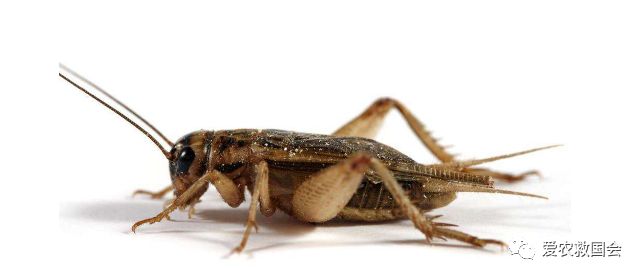 茶园里的害虫和益虫,茶园常见的两种害虫