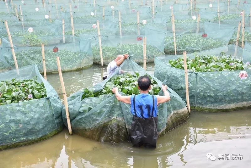 水产养殖养出富民大产业,特点水产养殖带动群众发家致富