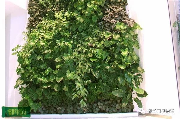 绿色植物墙怎么拍照好看,小矮墙如何拍文艺照片