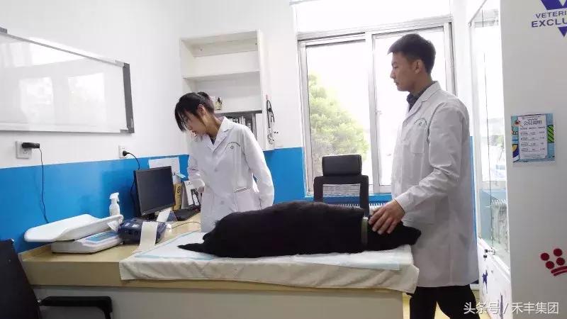 汶川地震功勋犬视频素材,512汶川地震的功勋犬搜救视频