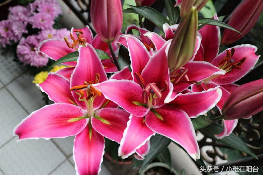 百合花怎么养才能长得茂盛开花,百合花怎么养才能第二年开花