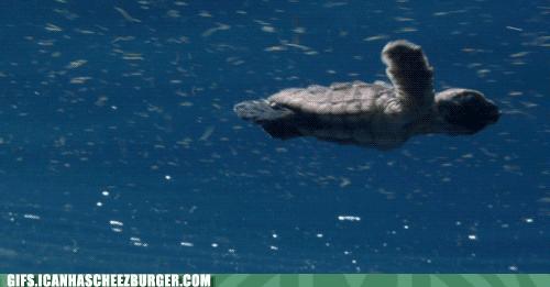 澳大利亚卡希尔世界杯,澳大利亚国脚卡希尔刷新纪录