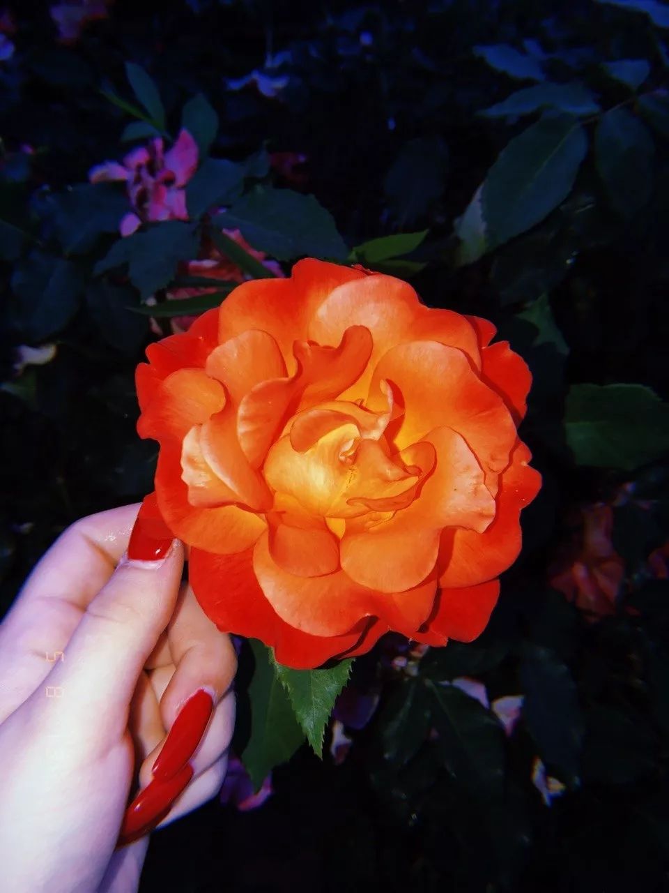 小贾和卡戴珊都用的拍立得APP，真得不试一下吗？丨编辑推荐