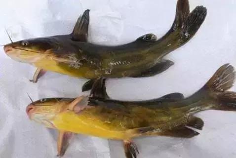 中国黑龙江的鳇鱼,探秘黑龙江鳇鱼