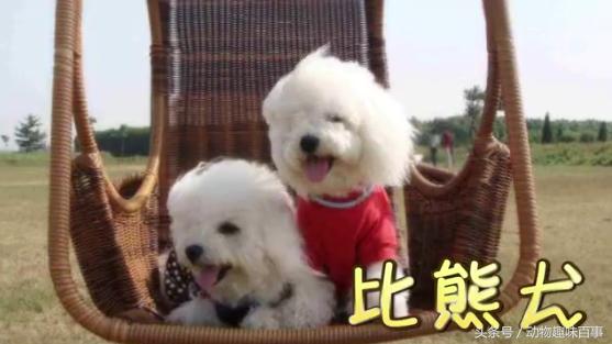 便宜又好养的狗狗小型犬,十大最认主的狗狗小型犬