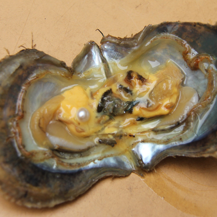 akoya鏃ユ湰娴锋按鐝嶇彔,鏃ユ湰鐝嶇彔akoya鐩存挱