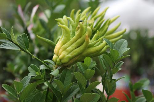 佛手观赏和食用区别,佛手可以和什么一起养