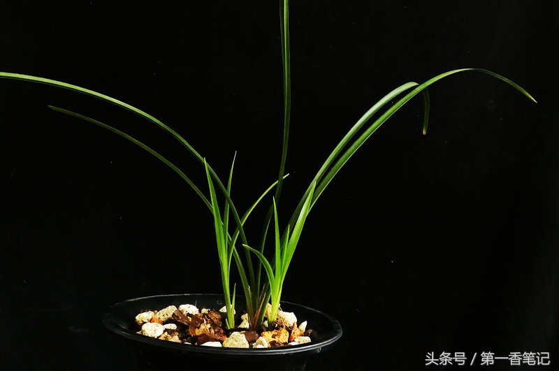 种兰花茎腐病,新栽兰花茎腐病和软腐病多久出现