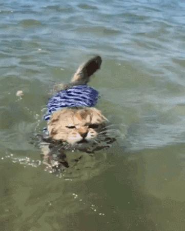 喜欢潜水还要穿订制泳衣下水，又是别人家的猫！