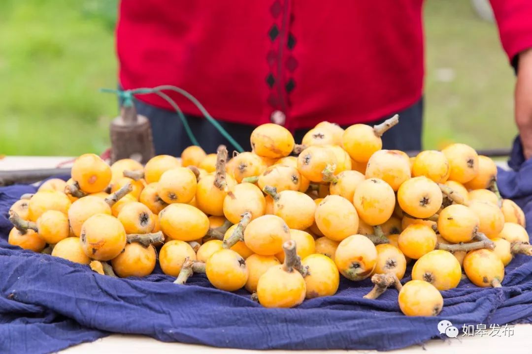 如皋这个地方种了一种神奇的树！树上会掉“金蛋”，“无涌”的人去“抢”！