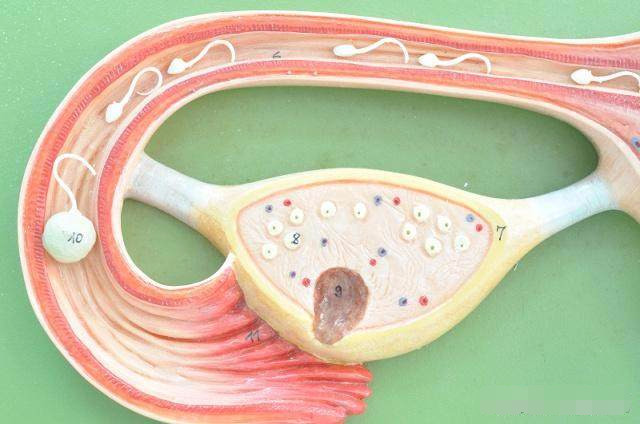 排卵期女性的反应,排卵期的正确备孕方法