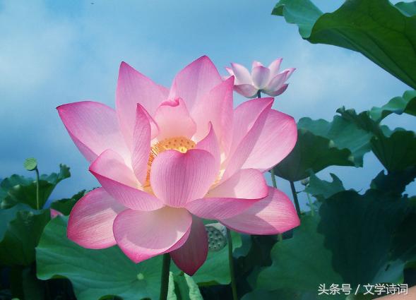 荷花莲花的唯美诗句,十首莲花诗词醉美这个夏天