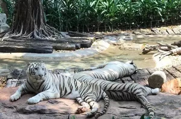 广州生日免费吃喝攻略,广州生日优惠攻略2019