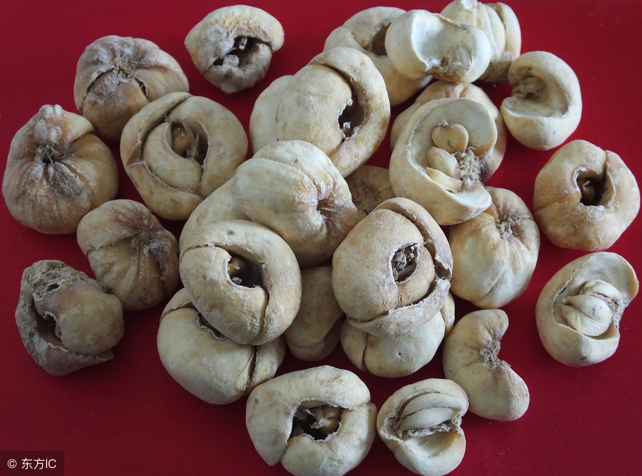 中药浙贝母归经,浙贝母和土贝母的辨识