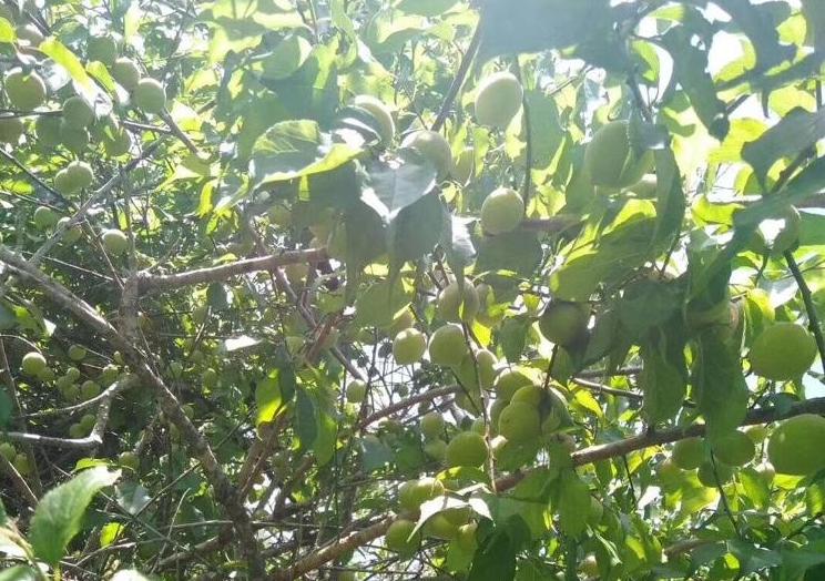 自制梅子酵素清肠排宿便,通便的梅子酵素