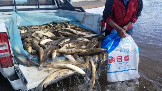 紧急！黄河源头4万多条产卵湟鱼被困，大救援！