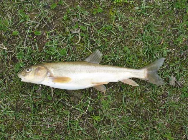 紧急！黄河源头4万多条产卵湟鱼被困，大救援！