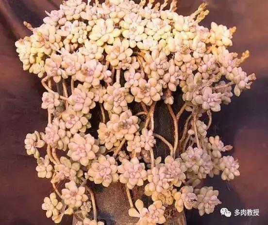 皮实好养的5款多肉,推荐几款多肉好看又好养的