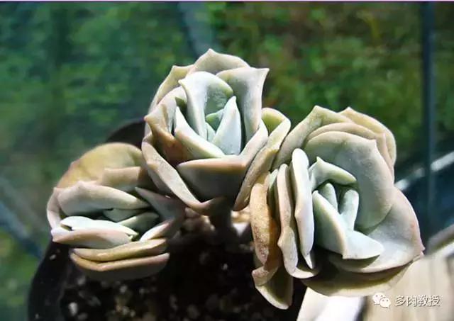皮实好养的5款多肉,推荐几款多肉好看又好养的